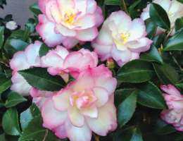 Camellia Leslie Ann.